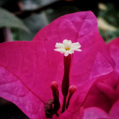 Bunga Bougainville
