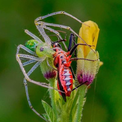 spider with kill
