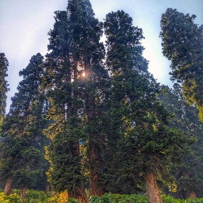 forests 
