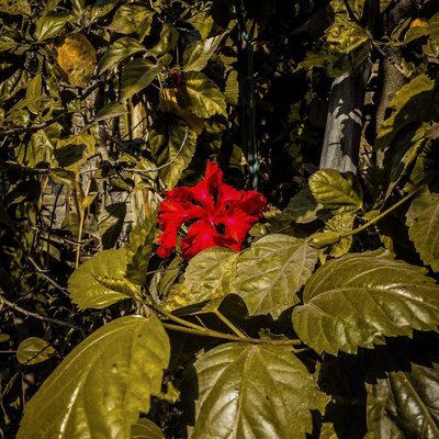 Shoeblackplant