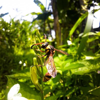 Bee