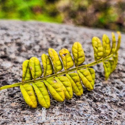 the leaf
