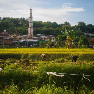 Musim Panen