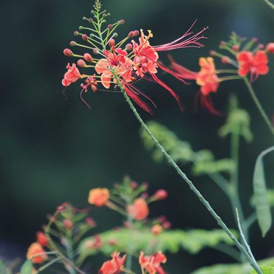 KEMBANG MERAK (Caesalpinia pulcherrima)