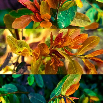 Euphorbiaceae tree🌿🌿