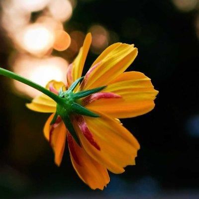Cosmos 🏵️