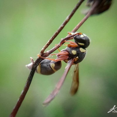 Stenodynerus