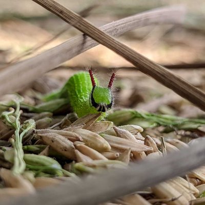 Macro 