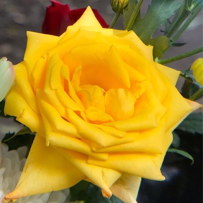 Yellow Rose