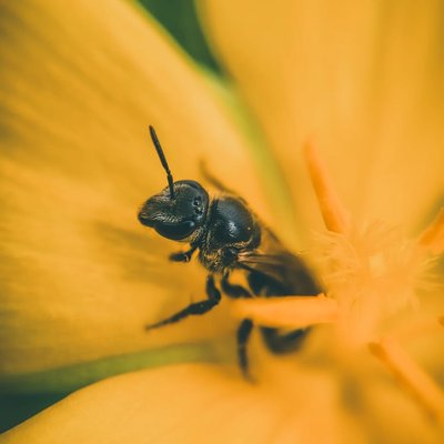 Bee 😍📸