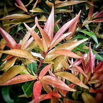 Daun pucuk merah