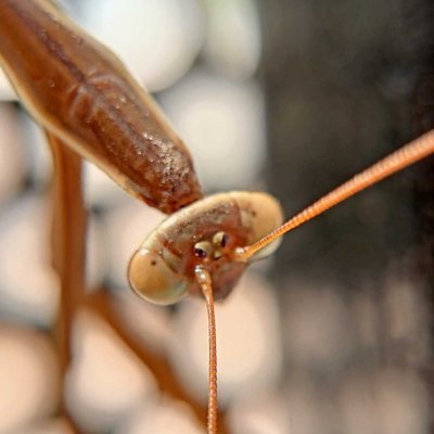 Macro shot of Mantises