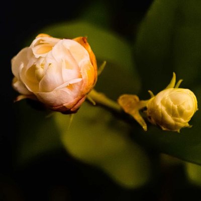 Flowershot