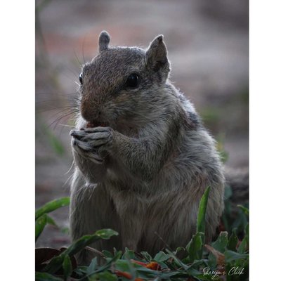 Squirrel 🐿️❤️