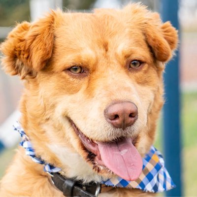 El Perro con la Mirada de un Actor Mexicano