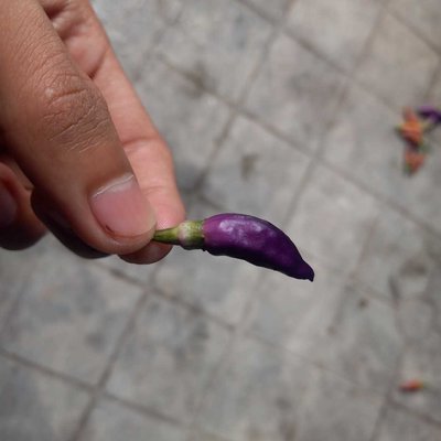 Super Spicy?