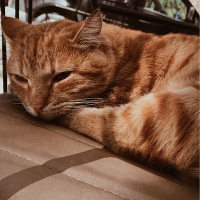 🐱