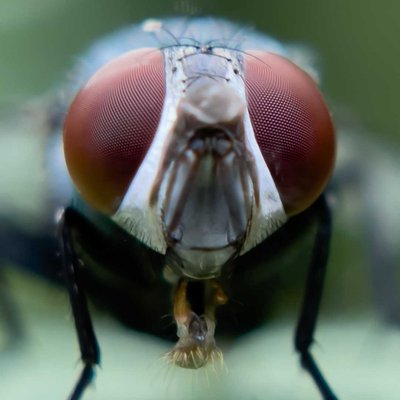 macro photography 