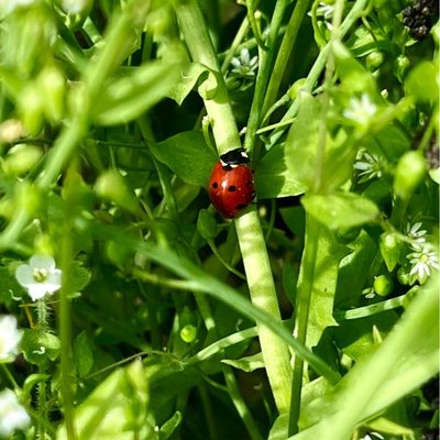 Ladybug 🐞