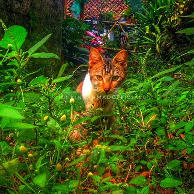 KUCING