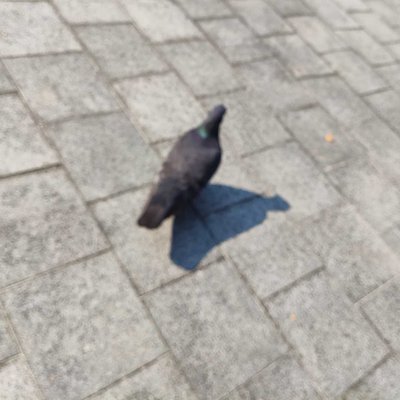 burung dara