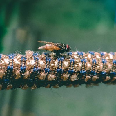 house fly on rope 