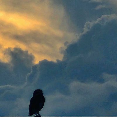 🦉