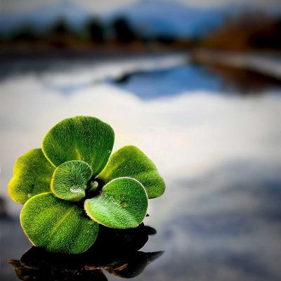Apu-apu (Pistia stratiotes)
