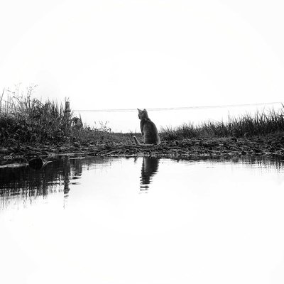 Pet