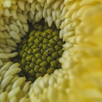 Sunflower 🌻