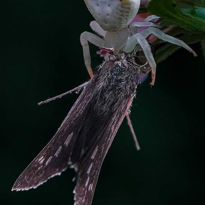 Crab Spider killed a moth