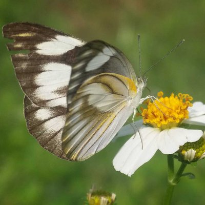 Appias Libythea