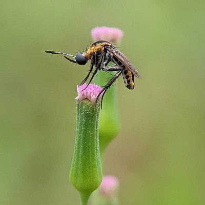 Toxophora