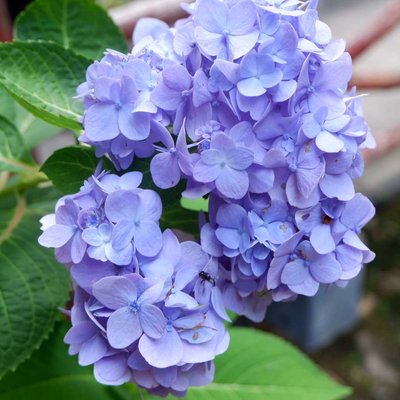 Bunga Hydrangea