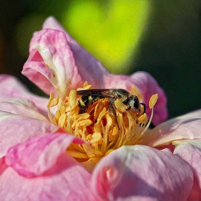 🐝:- Happy Hug Day Flowers 🤗