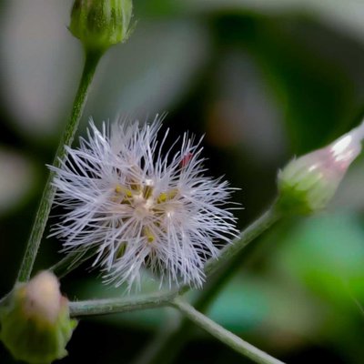 macro no lens used