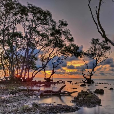 Hutan Bakau Mursodo