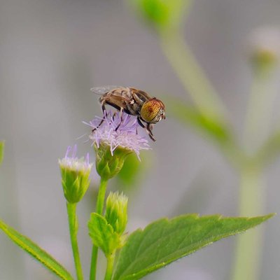Macro Photography.