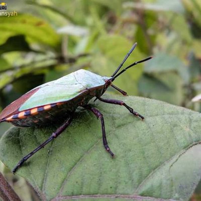kepik hijau 🐝