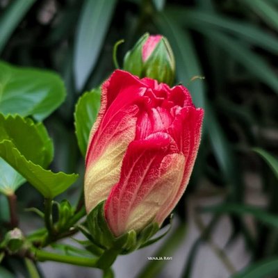 Hibiscus 🌺 Bud