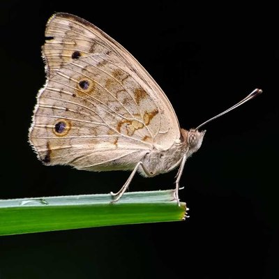 Junonia atlites