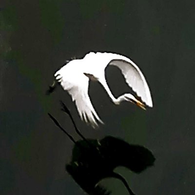 crane bird