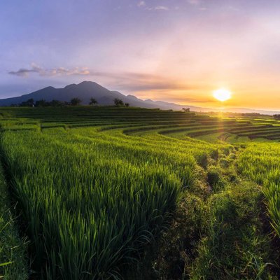morning sunrise at rice fields