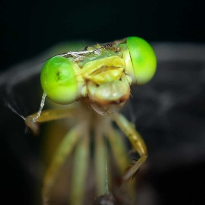 Damselfly