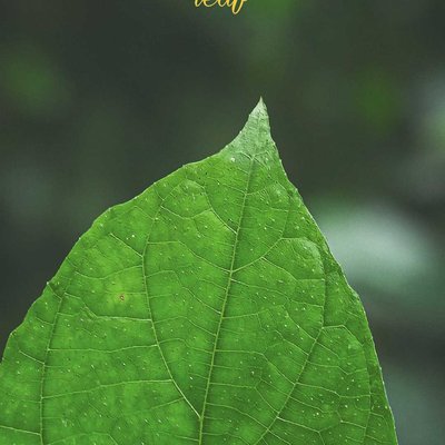 🍃🍃