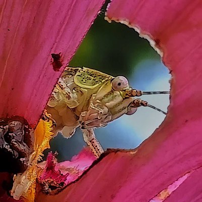 Grasshopper in frame