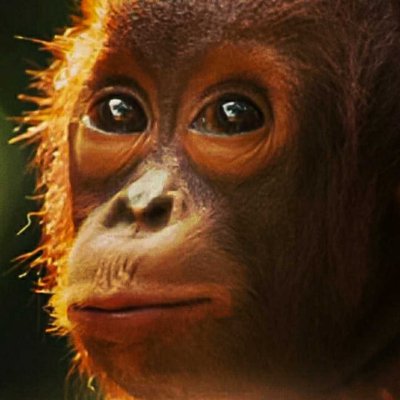 Save orangutan