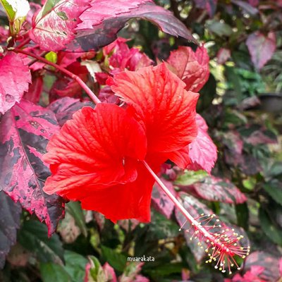 Macro Flora