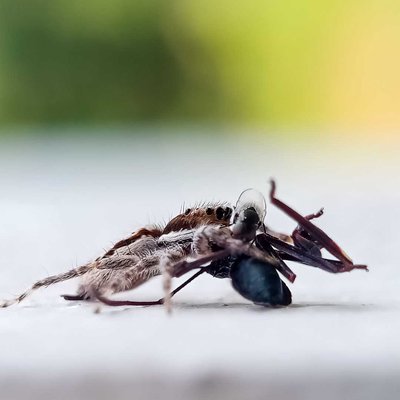 Menemerus bivittatus
