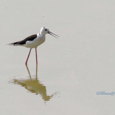 Birds world